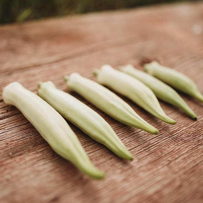 Silver Queen Okra - 50 Seeds - Rare Heirloom Okra Variety, Smooth White Pods, Non-GMO, Heirloom Seeds for Planting in The Home Garden, Thresh Seed Company