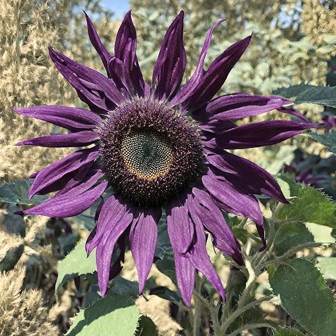 100 Pcs Rare Purple Sunflower Seeds Beautiful Flower for Planting Outdoors Home Garden Decor