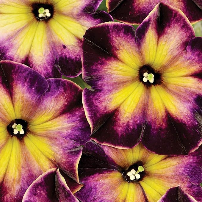 325+ Mix Petunia Flower Seeds for Planting-Petunia Hybrida Garden Flower Plant Attract Butterflies and Bees