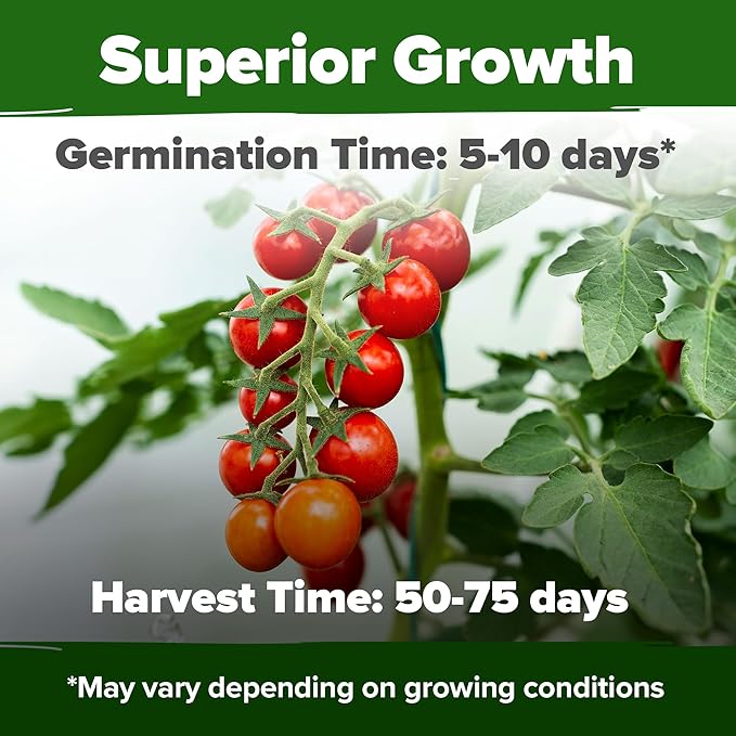 HOME GROWN 𝗨𝗦𝗔 𝗣𝗥𝗘𝗠𝗜𝗨𝗠 Common Mint Seeds 1,800 & Large Red Cherry Tomato 500 & Persian Cucumber 50 & Cherry Belle Radish Seeds 800