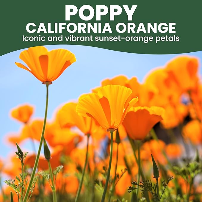California Poppy Orange - Large 1 Ounce Packet - 20,000 Flower Seeds for Planting - Eschscholzia californica