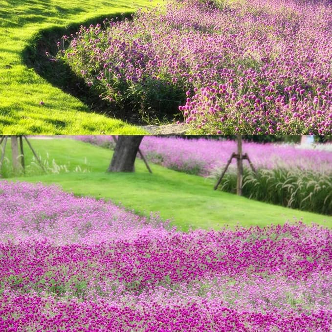 Mixrug Mix Globe Amaranth Flower Seeds for Planting, 300pcs Rare Perennial Globe Amaranth Flower Seeds Non-GMO Heirloom Plants, Open Pollinated Beauty Flowers Home Garden for Outdoors