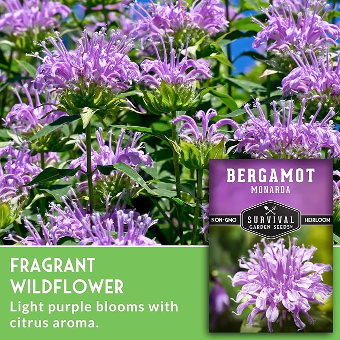 Bee Balm Seeds for Planting - Wild Bergamot (Monarda Fistulosa) Perennial Native Wildflower & Medicinal Herb for Pollinator Gardens, Fragrant Heirloom Flower - Survival Garden Seeds (2 Packs)