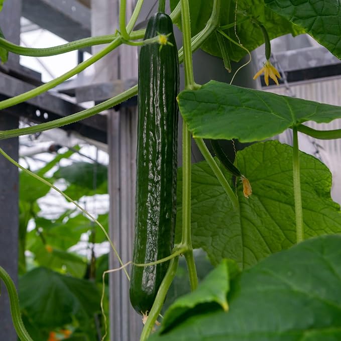 China Long Cucumber 500 Mg ~20 Seeds – F1 Hybrid, Non-GMO – Heirloom Asian Variety – 50-60 Days to Maturity – Heat & Disease Resistant – Crisp, Thin-Skinned Cucumbers for Fresh Eating & Pickling