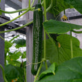China Long Cucumber 500 Mg ~20 Seeds – F1 Hybrid, Non-GMO – Heirloom Asian Variety – 50-60 Days to Maturity – Heat & Disease Resistant – Crisp, Thin-Skinned Cucumbers for Fresh Eating & Pickling