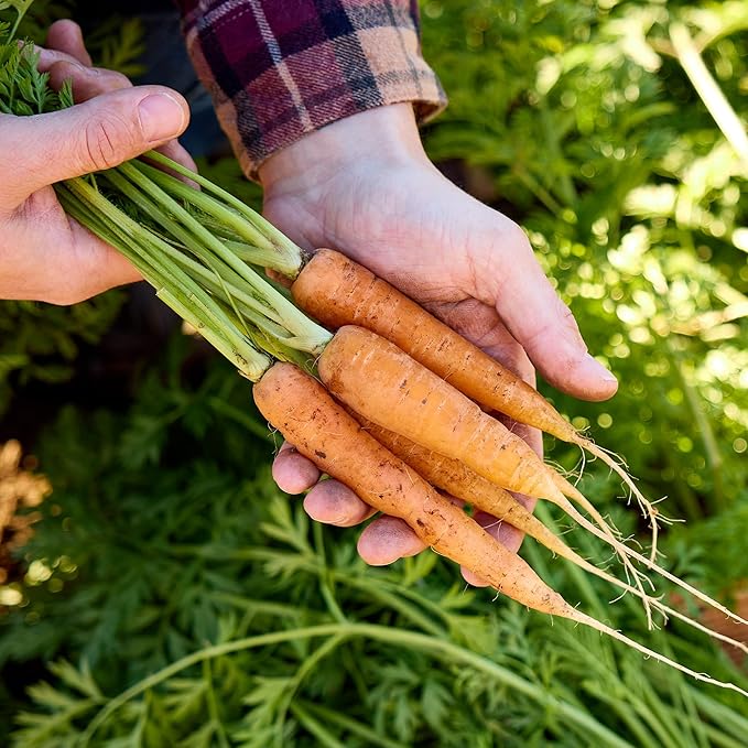 Burpee Heirloom Touchon Carrot Seeds - Sweet, Coreless, French Variety