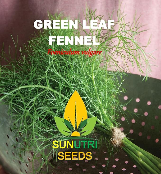 Fennel Seeds, 200+ Green Leaf, Heirloom, Non GMO Seeds, Foeniculum vulgare