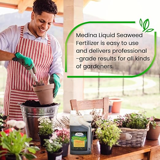 Medina Liquid Seaweed Fertilizer for Plants - Concentrated Seaweed Fertilizer for Lawn and Garden - Enhances Plant Growth and Soil Health - Ready to Spray - 1 Quart Covers 16000 Sq. Ft.
