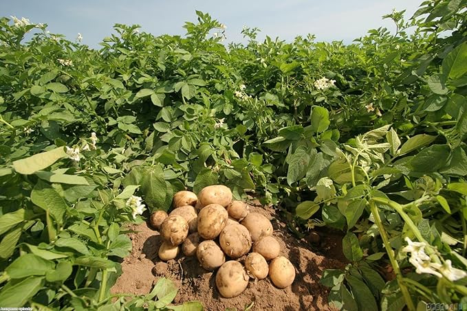 Simply Seed - Irish Cobbler Potato Seed - 5Lb Farm Fresh - AAA Grade - American Grown Real Potatoes - NON GMO