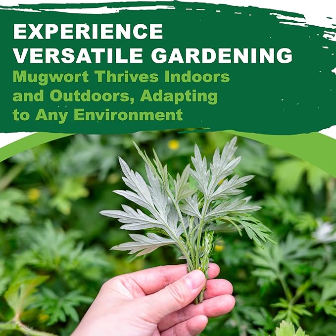 TKE Farms & Gardens - Mugwort Seeds for Planting, 500 mg Packet, 4000+ Non-GMO Heirloom Herb Seeds, Fast-Growing Perennial Herb, Includes Easy Planting Instructions