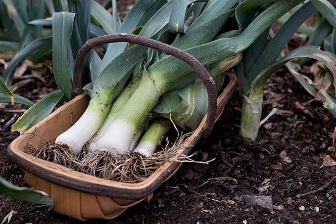 Seeds Leek Autumn Giant (Allium porrum) Onion Vegetable Heirloom for Planting Non GMO