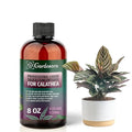 𝐏𝐑𝐄𝐌𝐈𝐔𝐌 Liquid Silica Plant Supplement - 8oz (250mL) - CALATHEA Plants Liquid Silica Boost Fertilizer - Stronger Stems & Healthy Leaves for Indoor & Outdoor Calathea Plants (Makes 45 Gallons)
