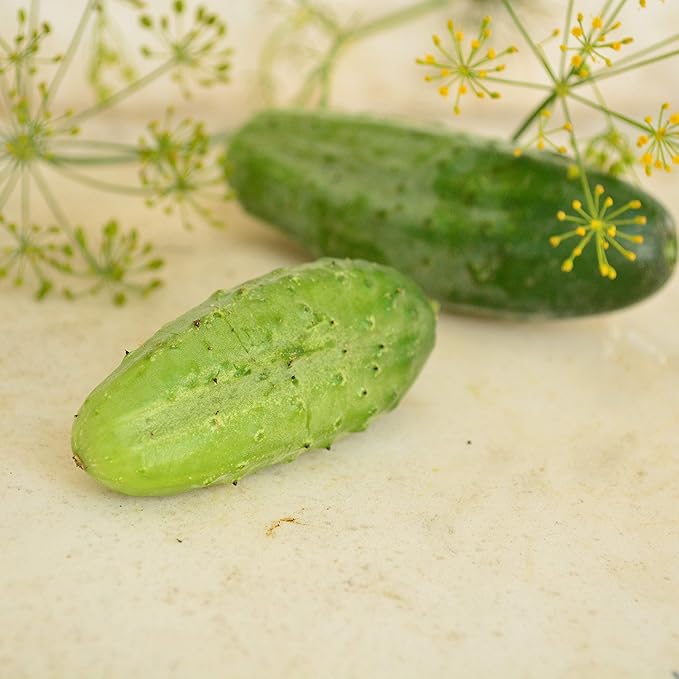Boston Pickling Cucumber - 25 Seeds - Heirloom & Open-Pollinated Variety, Non-GMO Vegetable Seeds for Planting Indoors or Outdoors in The Home Garden, Thresh Seed Company