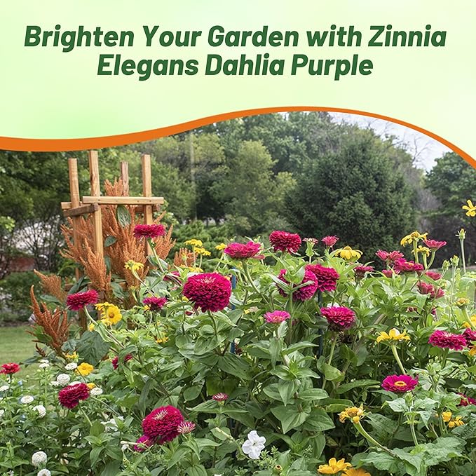 Outsidepride Purple Prince Zinnia Seeds - 2000 Pcs Annual, Low Maintenance and Long-Blooming, Flower Seeds for Planting w/Aesthetic Wide Purple Blooms, Ideal for Cut Flowers & Pollinator Gardens