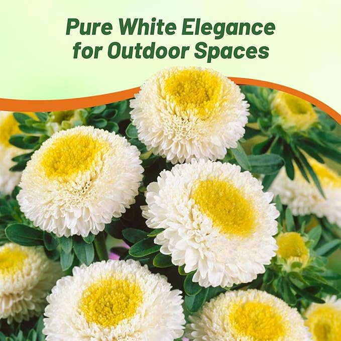 Outsidepride Tall Pompon White Aster Seeds - 2000 Pcs. Annual, Hardy & Pollinator Friendly Flower Seeds for Planting Vibrant Disc-Shaped White Blooms, Ideal for Meadows & Aesthetic Gardens