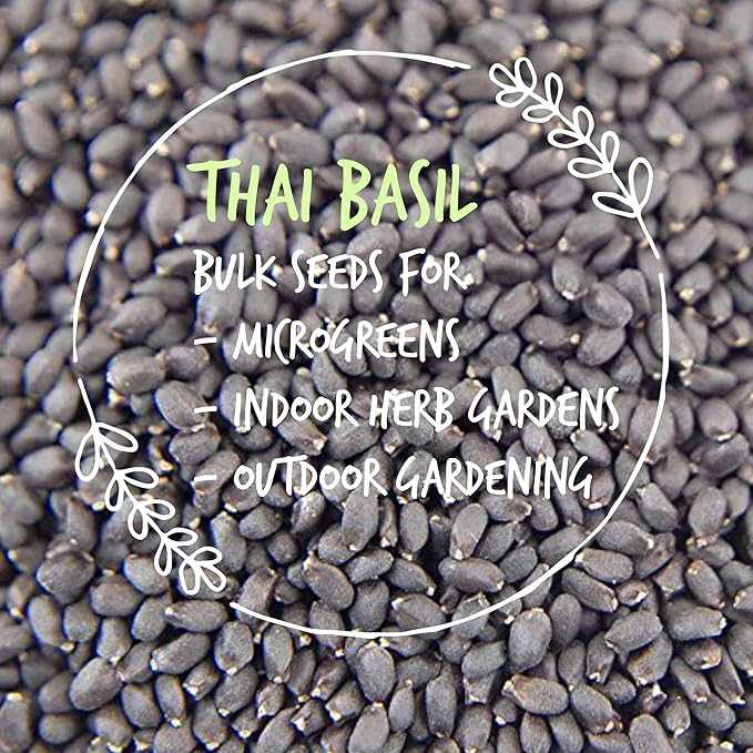 Thai Basil Seeds - Bulk Herb Seeds for Growing Microgreens, Indoor Gardening: Micro Greens Salad (4 Oz)