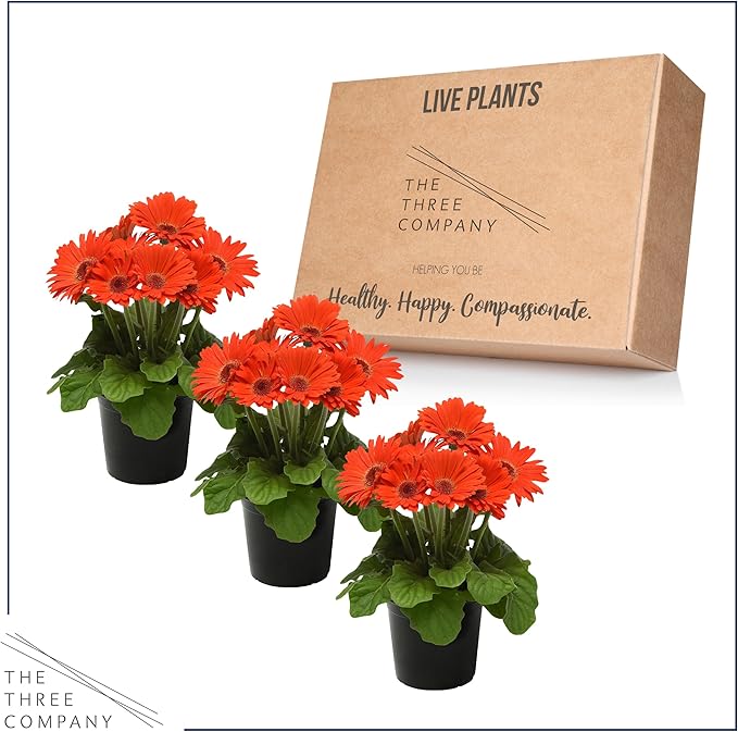 Live Flowering Gerbera Daisies - Orange (3 Plants Per Pack) - Beautiful Spring Flowers - 12" Tall by 5" Wide in 1 Qt Pot