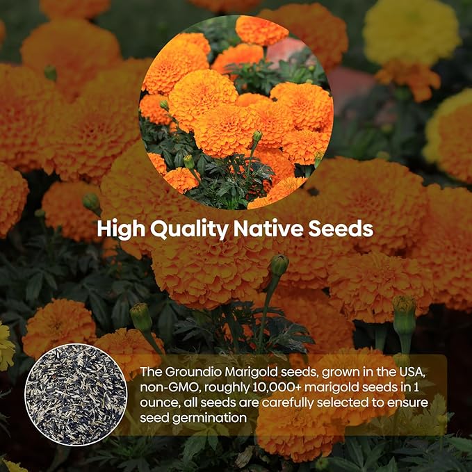 Groundio Marigold Seeds, 1 OZ Over 9500+ Seed, Cracker Jack in Mix Color for Planting Indoor & Outdoor, Attract Pollinators, Non-GMO | Heirloom | USDA Zone 2-11