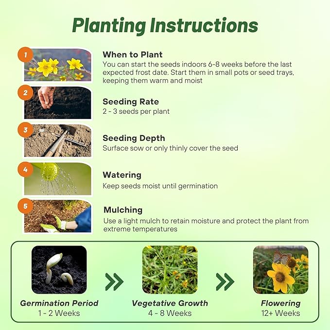 Outsidepride Perennial Bur Marigold Hannay's Lemon Drop Seeds - 1000 Pcs. Heirloom, Self-Sowing, Drought-Tolerant Flower Seeds, Pollinator-Friendly, for Vibrant Blooms, Low-Maintenance Summer Gardens