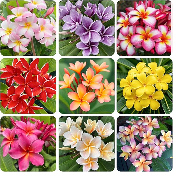 15pcs Mix Plumeria Rubra Seeds for Planting in Home Garden-Non-GMO Heirloom Plant Seeds Garden Outdoor