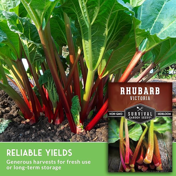 Victoria Rhubarb Seeds for Planting - Grow Cold-Tolerant Perennial Spring Fruit/Vegetables in Your Home Garden - Non-GMO Heirloom Variety - Survival Garden Seeds (3 Packs)