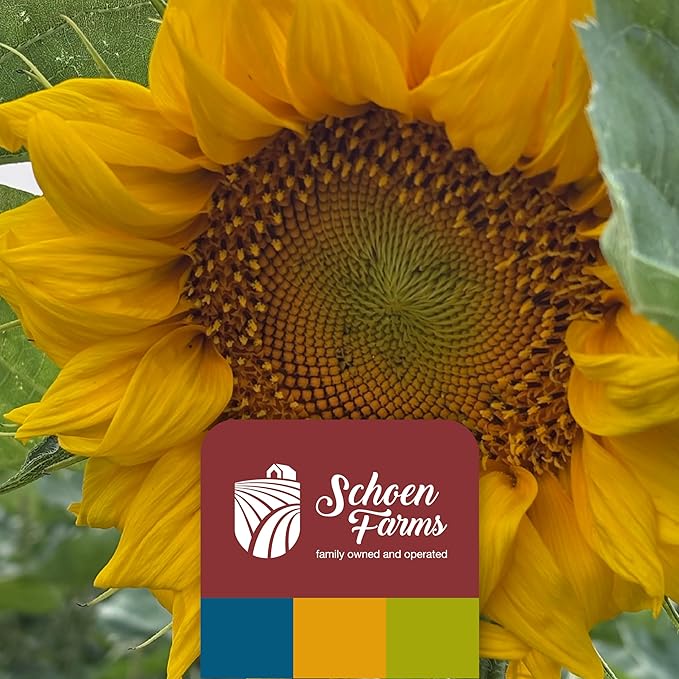 Schoen Farms Sunflower Kernels & Chips – 6 lb Bag – Hulled Sunflower Hearts Bird Seed – Clean, Wild Bird Food for Finches, Jays & Chickadees