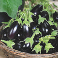 Organic Morden Midget Eggplant Seed 0.25 Oz ~1,600 Seeds – Non-GMO, Heirloom Italian Variety – Compact 18-24" Plants – Early 65 Day Maturity – Ideal for Containers & Short Seasons