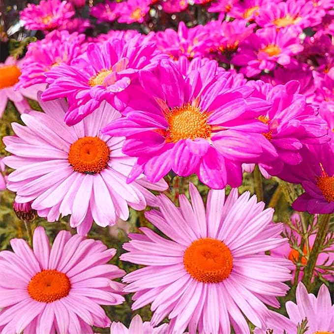 1900+ Mix Pyrethrum Seeds - Multi-Color Insect-Repelling Flowers, Practical Plants for Gardens & Balconies, Easy to Sow with High Survival Rate