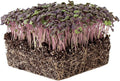 Basil Herb Garden Seeds - Red Rubin - 2 g Packet ~1000 Seeds - Non-GMO Herbal Gardening - Culinary Herbs - Ocimum basilicum