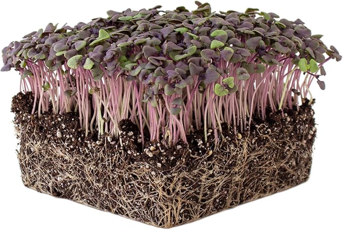 Organic Basil Herb Garden Seeds - Red Rubin - 1 Oz ~18,000 Seeds - Non-GMO Herbal Gardening & Microgreens Seed