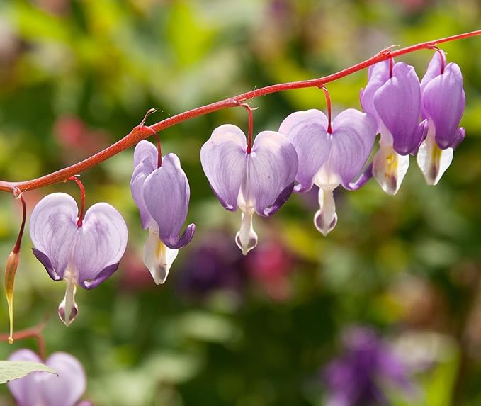 20 pcs Rare Mix Color Red Pink Purple White Bleeding Heart Seeds Shade Flower Garden Home Outdoor Indoor