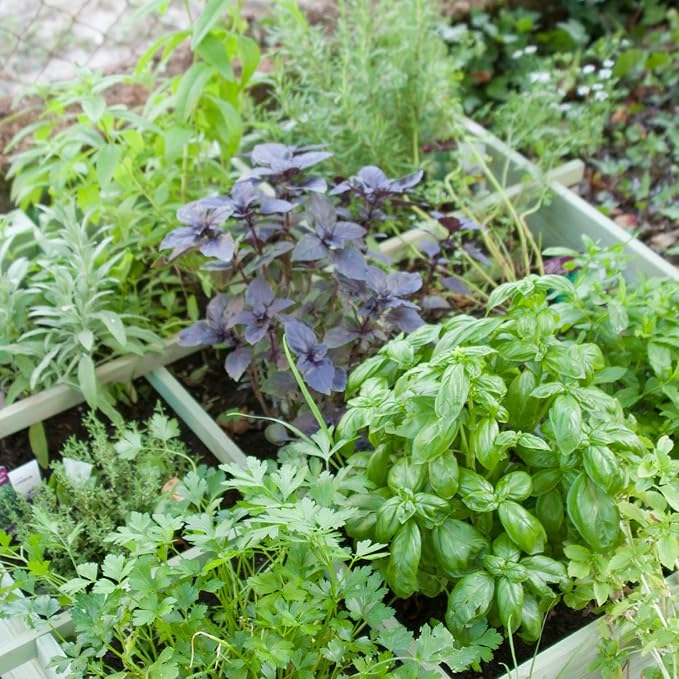 Set of 4 Assorted Herb Plants, 3-6 Inch Live Fragrant Herbs for Garden, Kitchen - Rosemary, Mint, Oregano, Basil, Lavender and More, Herb Bare Roots, Easy to Care