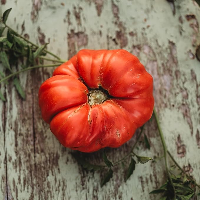 1884 Pink Slicing Tomato - 25 Seeds - Heirloom & Open-Pollinated Variety, Rare Heirloom, USA-Grown, Non-GMO Vegetable Seeds for Planting Outdoors in The Home Garden, Thresh Seed Company