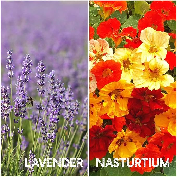 35 Varieties of Flower Seeds for Planting, ~20,000 Seeds - Includes Annuals, Perennials, & Wildflowers - Our Largest Assortment of Bulk Flower Seeds - Premium Flower Garden Seed Collection