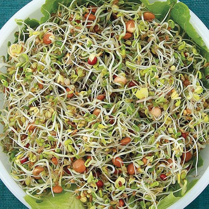 Bean Mix Sprouting Microgreen Seeds, John's Rootin Tootin Bean Mix,8 oz Bag,"COOL BEANS n SPROUTS", Jacobs Ladder Ent. Brand. A small town family run USA business.Thank you !