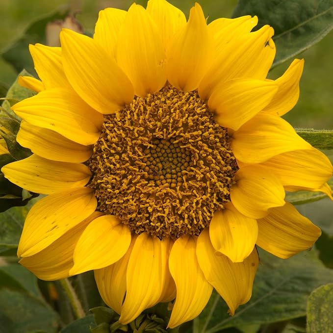 Seed Needs Sunflower Seeds for Planting Dwarf Sunspot Sunflowers - Heirloom & Open Pollinated Annual Cut Flower Seed to Plant 2 Foot Tall Sun Flowers (5 Packs)