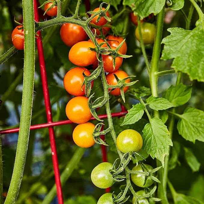 ZEshops100pcs Patio Choice Yellow Cherry Tomato Seeds - Heirloom, Non-GMO, Super Sweet Variety - Complete Guide Included for Home Gardens, Ideal Gardening Gift (Yellow Cherry Tomato Seeds)