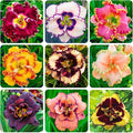 100Pcs Perennial Daylily Hemerocallis Seeds for Planting-Mixed Color Day Lily Fine Flower Seeds Heirloom