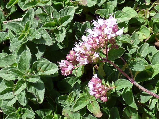 NIKA SEEDS - Seeds Herb Sweet Marjoram Oregano Medicinal - 1000 Seeds