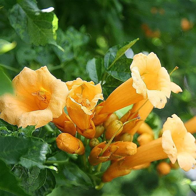 110 Hummingbird Trumpet Vine Seeds for Planting Outdoor Flowers-Trumpet Creeper Seeds Non-GMO Heirloom Pollinator Garden
