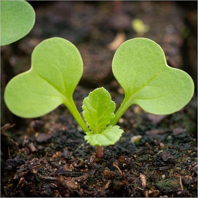 Seed Needs Radish Seeds for Planting Easter Egg Radishes - Non-GMO Heirloom & Untreated - Grow a Home Grown Vegetable Garden - Cool Weather Crops (5 Packs)