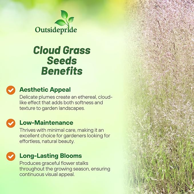 Outsidepride Agrostis Nebulosus Cloud Grass Seeds - 10000 Pcs Annual Versatile & Adaptable Ornamental Grass with Airy White Seed-Heads for Low Maintenance Xeriscaping & Borders