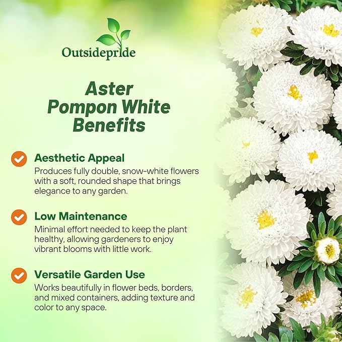 Outsidepride Tall Pompon White Aster Seeds - 1000 Pcs. Annual, Hardy & Pollinator Friendly Flower Seeds for Planting Vibrant Disc-Shaped White Blooms, Ideal for Meadows & Aesthetic Gardens