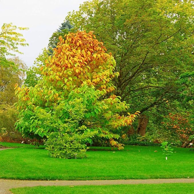 Outsidepride Hard Fine Fescue Grass Seed - 10 lbs. Low-Growing, Drought & Shade-Tolerant, OptiGrowth Coated Seed for Lawn & Turf, Ideal for Low-Maintenance, Dense, & Resilient Green Ground Cover