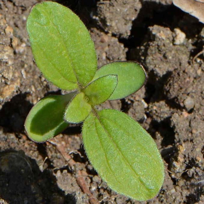 Seed Needs Sunflower Seeds for Planting Dwarf Sunspot Sunflowers - Heirloom & Open Pollinated Annual Cut Flower Seed to Plant 2 Foot Tall Sun Flowers (2 Packs)
