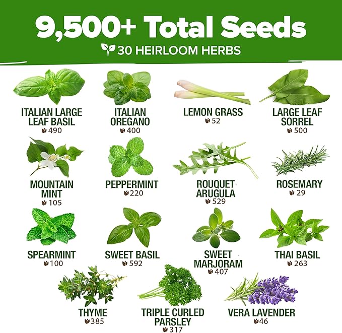 HOME GROWN Italian Basil Seeds 1,424+ & 30 Herb Seeds Pack 9,500+ – 𝗡𝗢𝗡-𝗚𝗠𝗢 USA Heirloom Seeds for Indoor/Outdoor Planting – Perfect for Culinary & Hydroponic Gardens