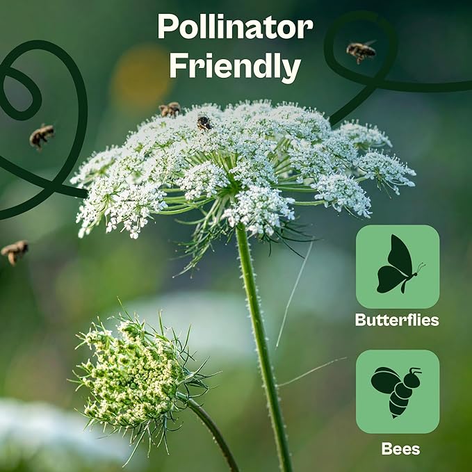 SVI 900 Queen Anne's Lace Seeds for Planting, Bishop's Flower Seed Packets (Ammi majus) - Bullwort, Laceflower, Heirloom & Organic Wildflower, False Annes Lace - Wild Flower Seeds to Plant Outside