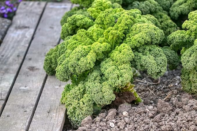 Seeds Dinosaur Kale - Giant Bush Cabbage - Heirloom Vegetable - GMO Free
