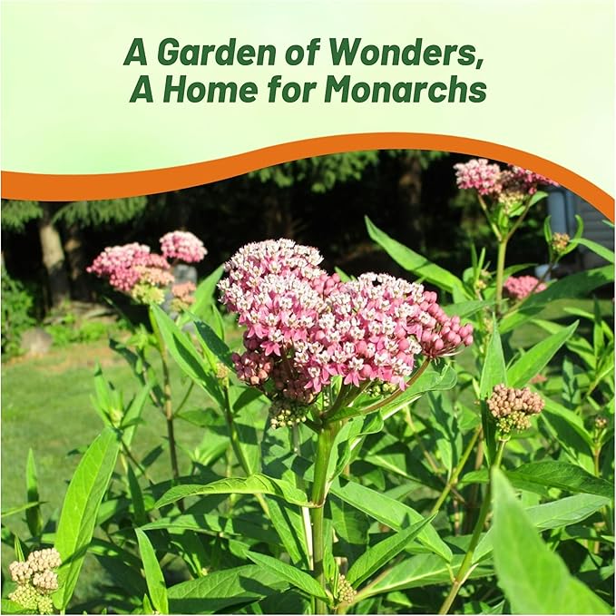 Outsidepride Swamp Milkweed Seeds - 1000 Pcs Perennial, Heat & Humid Tolerant, Pollinator-Friendly Wildflower Seeds, Ideal for Monarch Butterflies, Cut Flowers, Borders, or Meadows