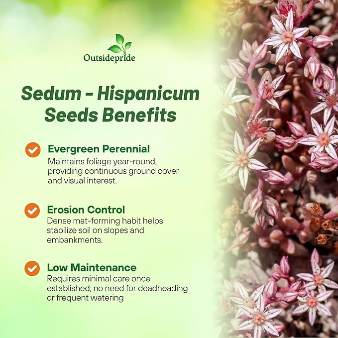 Outsidepride Hispanicum Sedum Seeds - 2000 Pcs Perennial Ground Cover Seeds for Planting, Cold-Hardy & Heat-Tolerant Succulent Plants, Ideal for Rock Gardens, Containers, and Xeriscaping